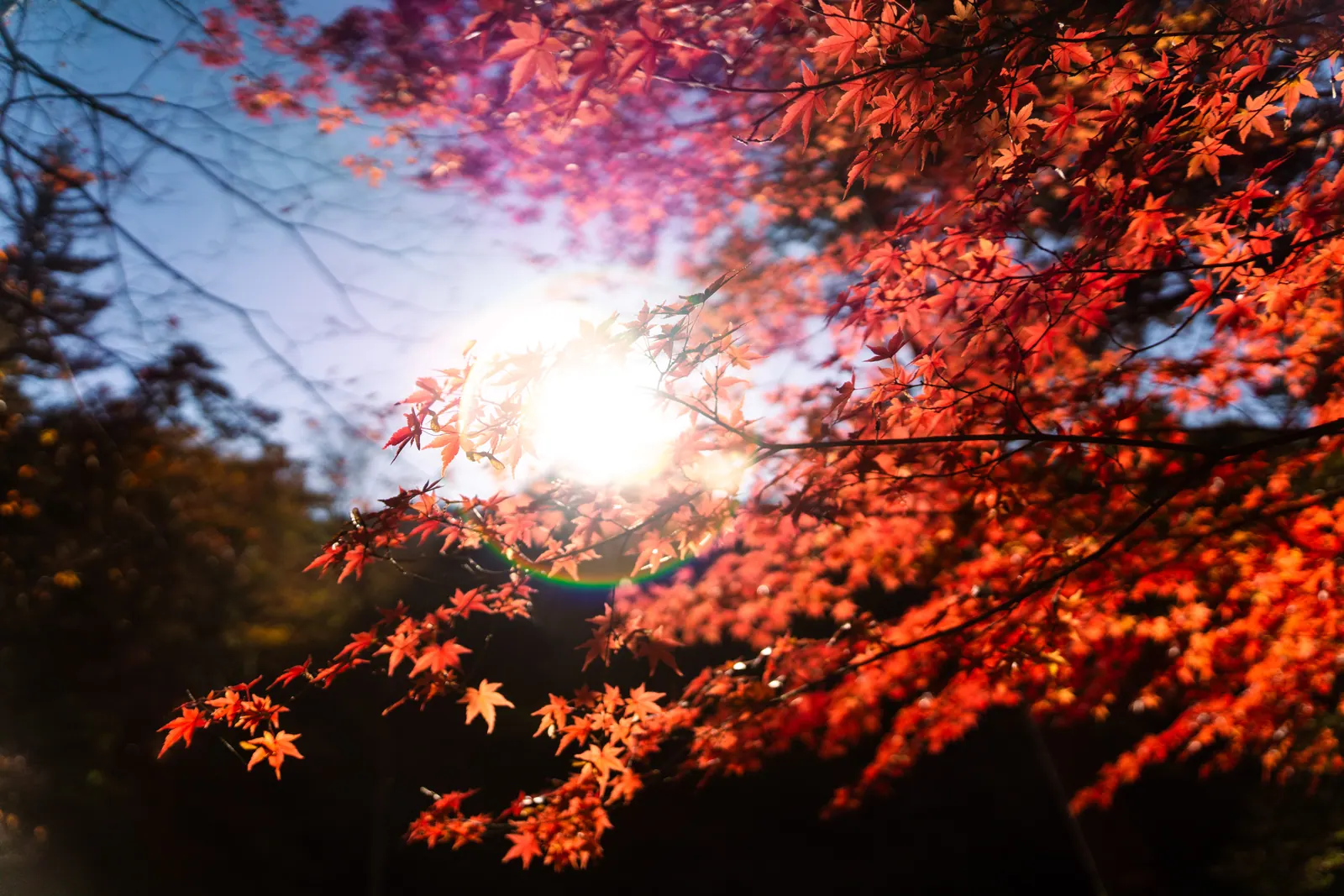 御岳溪谷，2025.11.24 14:33