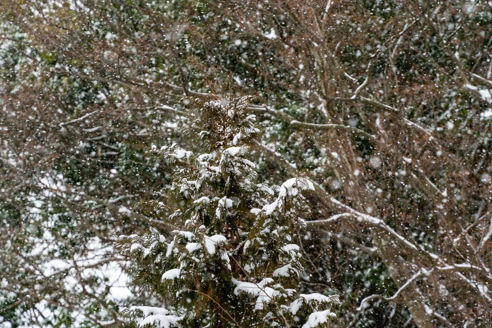 大雪，2026.02.08 10:34