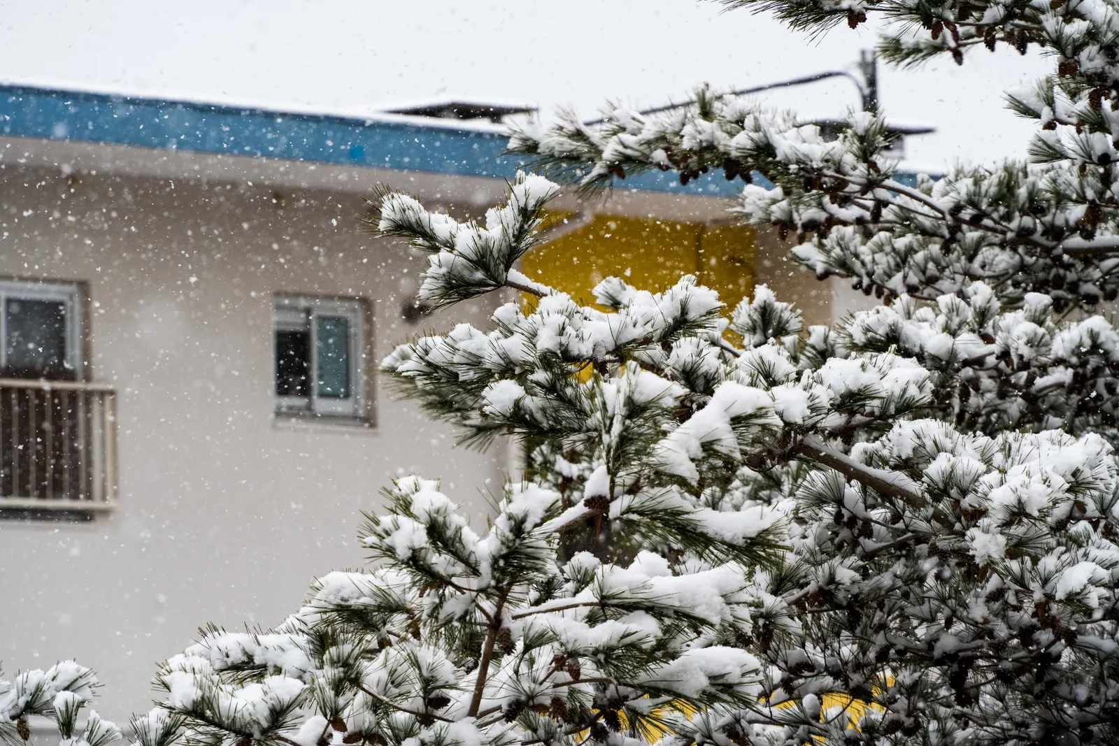 大雪，2026.02.08 10:34