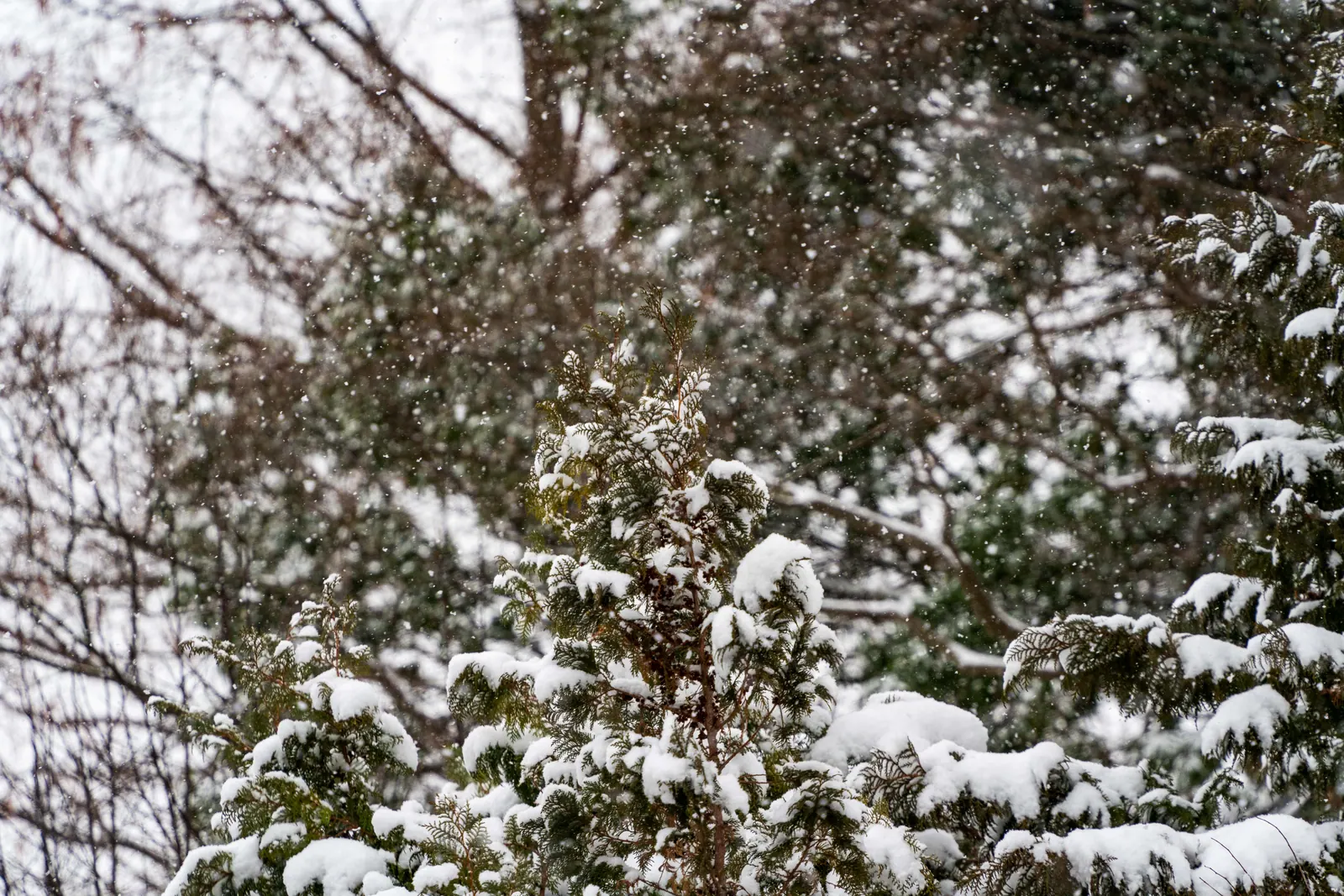 大雪，2026.02.08 10:34