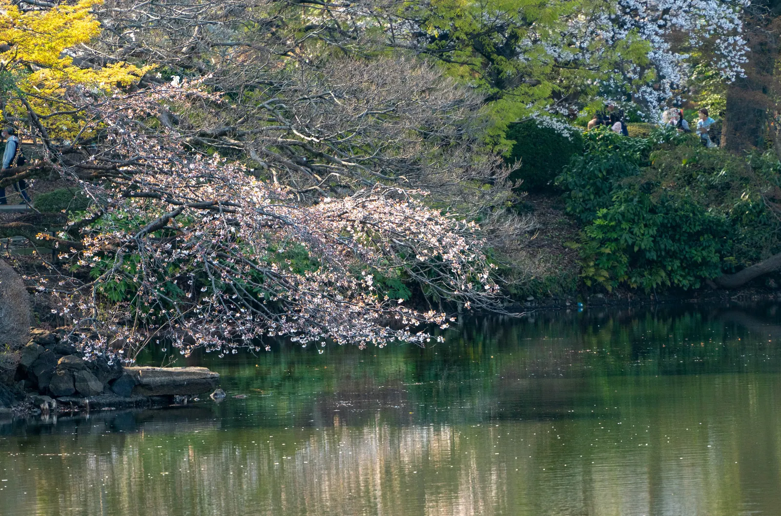 新宿御苑 · 樱花，2026.03.28 15:05